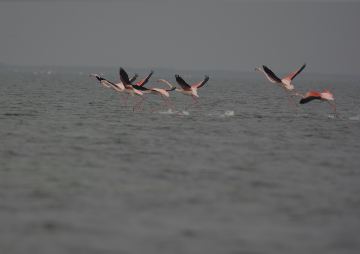 Ученые ФГБУ «ВНИИ Экология» представили наработки по межгосударственной Красной книге Каспийского моря